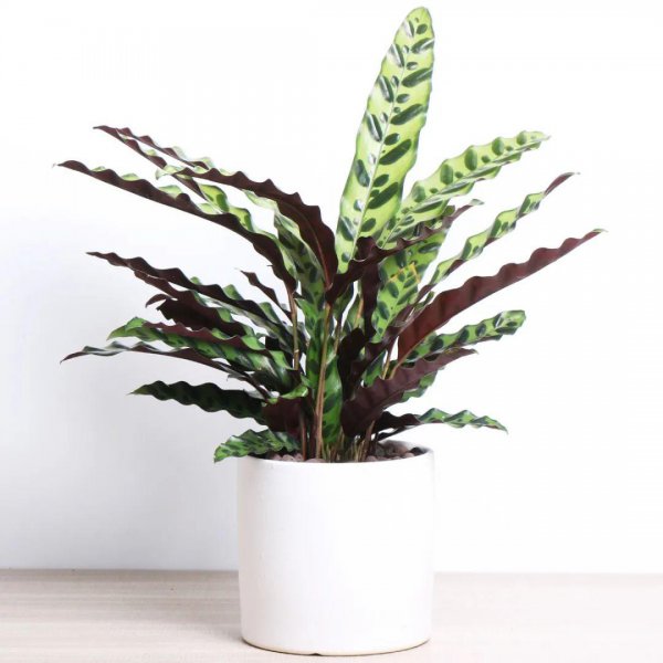 竹芋科植物有哪些品种