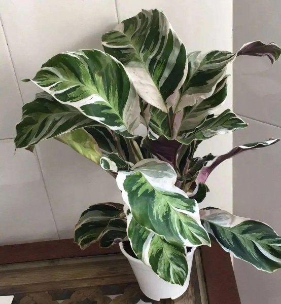 竹芋科植物有哪些品种
