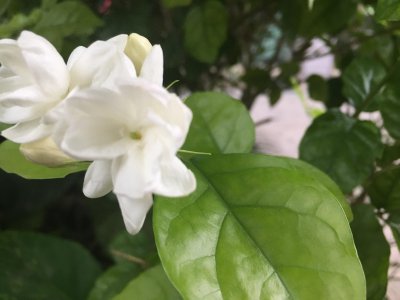 茉莉养在家里吉不吉利 分享最旺家庭养的花
