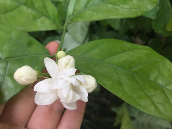 茉莉养在家里吉不吉利