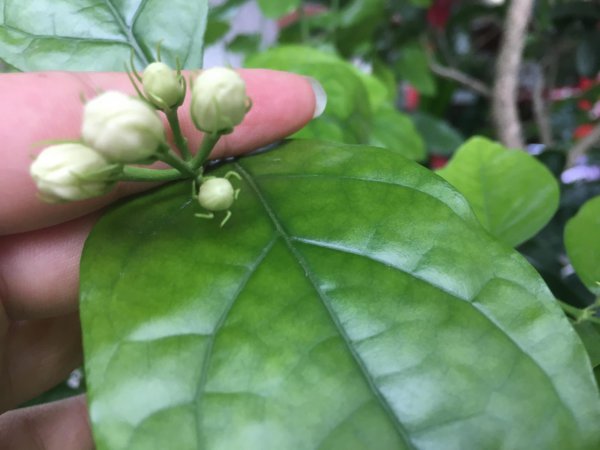 茉莉养在家里吉不吉利