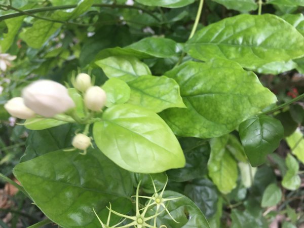 茉莉养在家里吉不吉利