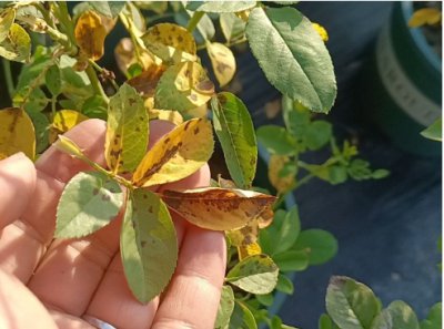月季花黄叶的原因有哪些？新手如何解决？