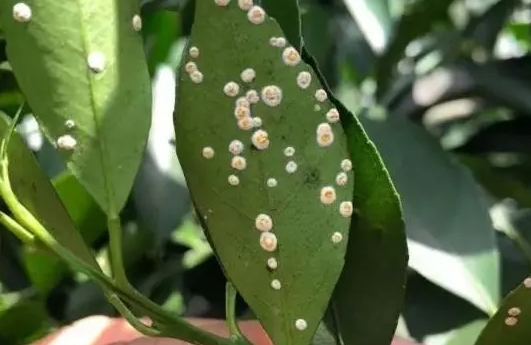 春季养花常见的病虫害有哪些？如何辨别和防治？