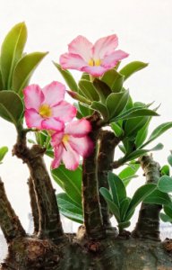 沙漠玖瑰养殖养几年会开花？怎么施肥？