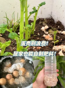 家庭养花上好肥料的制作方法有哪些？配方是什么？