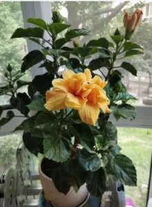 家庭养花的常识技巧有哪些？新手如何施肥？