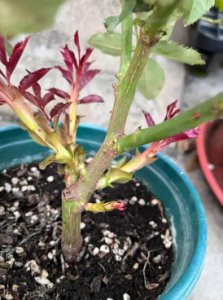 家庭养花知识有哪些？如何管理和养护？