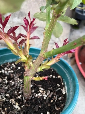 家庭养花知识有哪些？如何管理和养护？