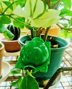 三角梅怎么高压繁殖？多长时间可以生根？