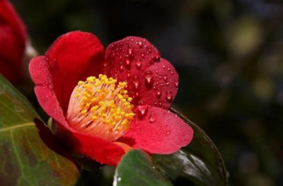 耐冬花的养殖方法有哪些？花期如何施肥？