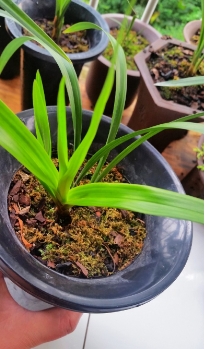 墨兰花芽怎么没有膨大是什么原因？新手怎么养？