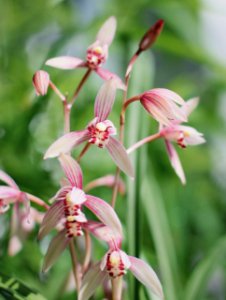 兰花花苞没有开放可不可以换盆？多久能开花？