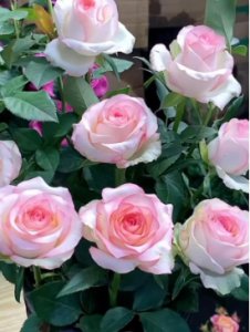 什么时候给月季施肥最好？花期怎么养护和浇水？