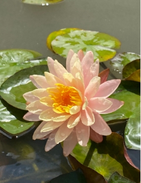 睡莲的花期能开多长时间？用什么盆养最好？