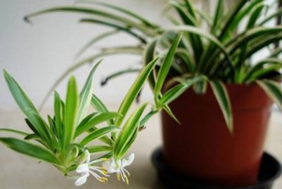 养花小窍门有哪些？怎么自制花肥？