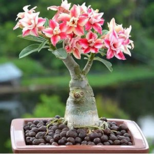 新手入门种花养什么好？有什么技巧？