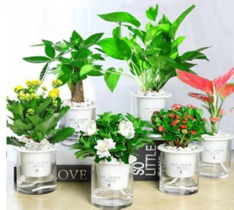 办公室植物装饰有那些？绿植摆放有哪些技巧？