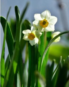 如何延长水仙花花期时间？需要注意些什么？