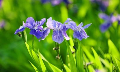 鸢尾花什么季节开花结果？怎么种植？