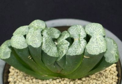多肉玉扇黄叶的原因有哪些？如何处理？