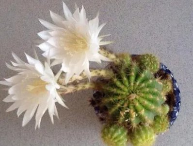 仙人头怎么养才会开花？新手养护需要注意些什么？
