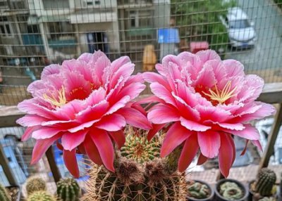 毛花柱多肉植物怎么养容易开花？它的花期有多长？