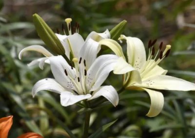 百合花的水养方法是什么？怎么才能开的久？
