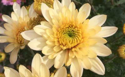 菊花切花如何保鲜？最长可以保存多久？