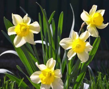 水仙花夏天怎么种植？花期应该怎么养护？