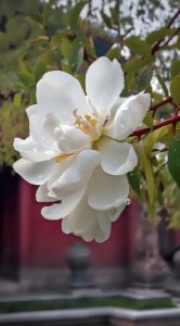 玉兰花黄叶干叶是什么原因？如何补救？