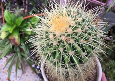 仙人球黄叶是什么原因？施什么肥适合？