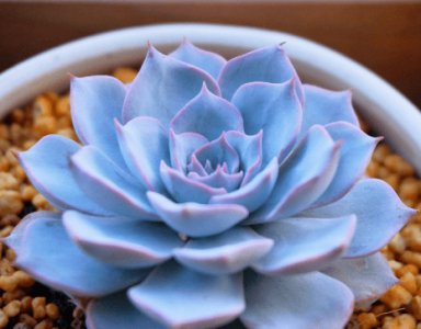 蓝石莲好养吗？新手需要注意些什么？