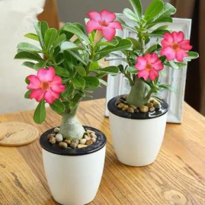在家闲着没事养什么花好？好养易打理的植物有哪些？