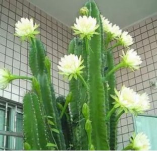 量天尺冬天应该怎么养？需要包起来吗？