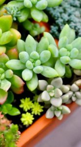 多肉植物腐烂是什么原因？怎么补救？