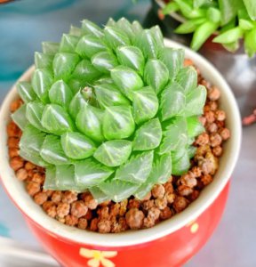玉露黄叶是什么原因引起的？怎么补救？