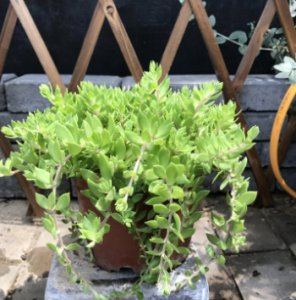 垂盆草施什么肥好？新手怎么养护能爆盆？