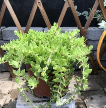 垂盆草施什么肥好？新手怎么养护能爆盆？