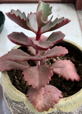 玉吊钟黄叶枯萎是什么原因？如何正确处理？