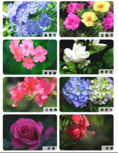 花怎么养才能养好？新手入门有什么技巧？