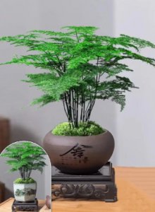 花卉文竹在室内怎么养？家庭养护小窍门有哪些？