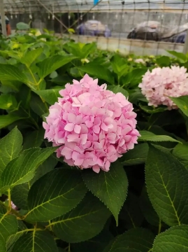 草本绣球怎么养？它和木绣球有什么区别？
