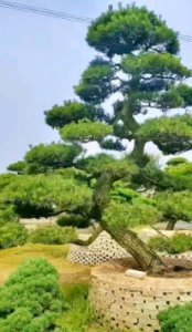 移植黑松大树有哪些方法？怎么提高成活率？