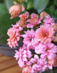 长寿花怎么繁殖？怎么提高成活率？