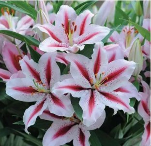 百合花可以摆放卧室里吗？注意事项有哪些？