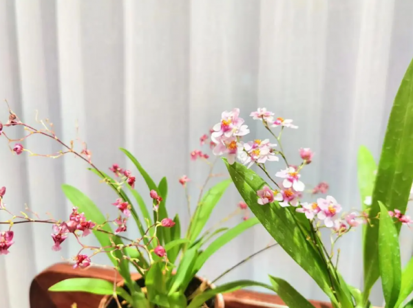 墨兰的花语和寓意是什么