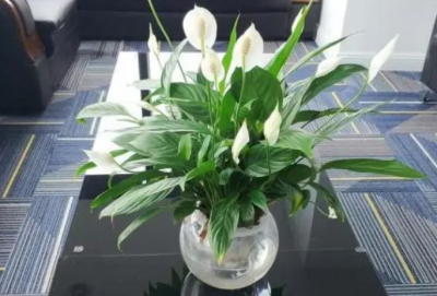 一帆风顺的花寓意和象征意义是什么？适合摆放在哪里？