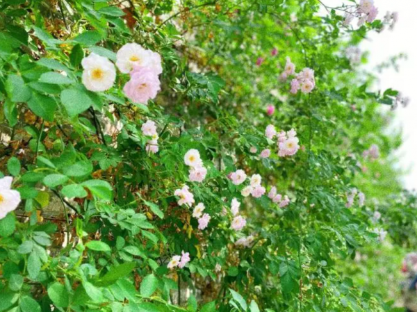 蔷薇花几月开花