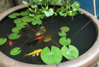 家里养睡莲对风水好吗？适合种在哪里？